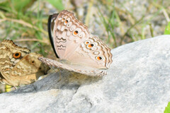 Junonia atlites