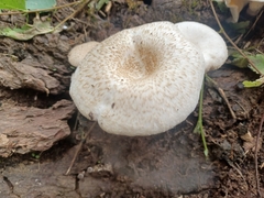Lentinus tigrinus