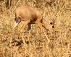 Raphicerus campestris campestris