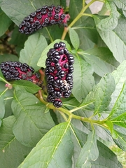 Phytolacca acinosa