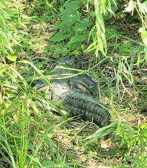 Alligator sinensis