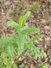 Cistus psilosepalus
