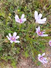 Moraea polyanthos