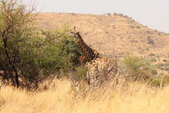 Giraffa camelopardalis giraffa