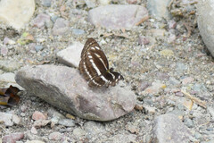 Neptis