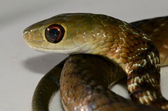 Philothamnus mayombensis