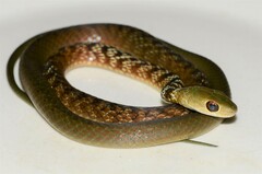 Philothamnus mayombensis