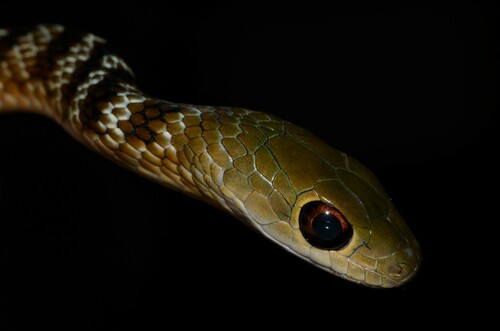 Philothamnus mayombensis