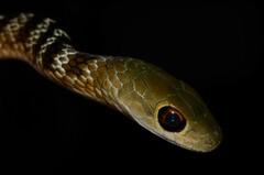 Philothamnus mayombensis