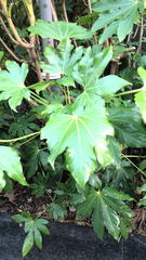 Fatsia japonica