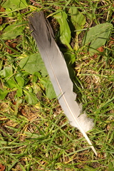 Columba palumbus
