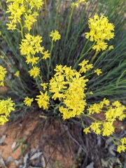 Glischrocaryon behrii