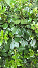 Pittosporum tobira