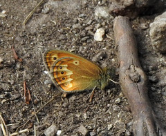 Coenonympha corinna