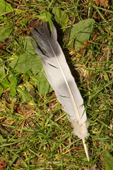 Columba palumbus