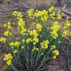 Glischrocaryon behrii