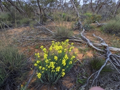 Glischrocaryon behrii