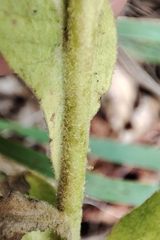 Verbascum phlomoides