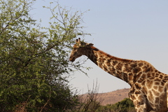 Giraffa camelopardalis giraffa