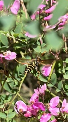 Polistes chinensis