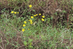 Senecio bombayensis