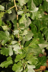 Crataegus monogyna