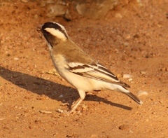 Plocepasser mahali mahali