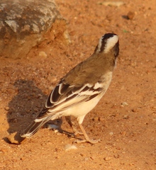 Plocepasser mahali mahali