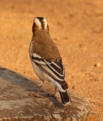 Plocepasser mahali mahali