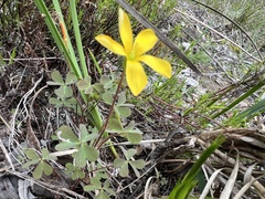 Oxalis perennans
