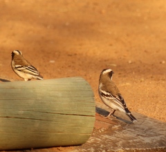 Plocepasser mahali mahali