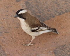 Plocepasser mahali mahali