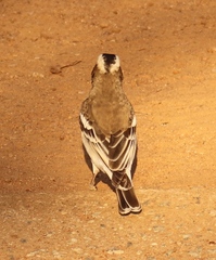 Plocepasser mahali mahali