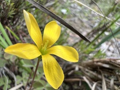 Oxalis perennans