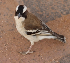 Plocepasser mahali mahali