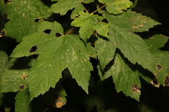 Acer pseudoplatanus