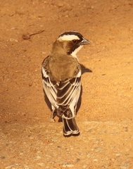 Plocepasser mahali mahali