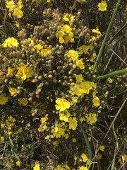 Hibbertia sericea