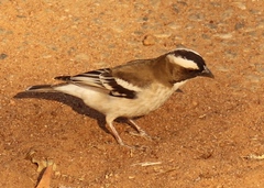 Plocepasser mahali mahali