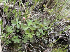 Oxalis perennans