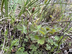 Oxalis perennans