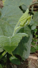 Cucurbita moschata