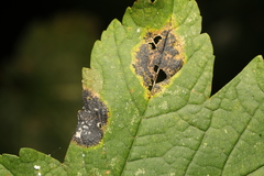 Rhytisma acerinum
