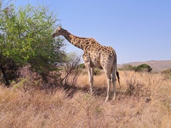 Giraffa camelopardalis giraffa