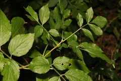 Sambucus nigra