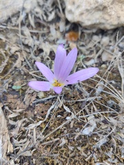 Colchicum filifolium