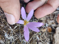 Colchicum filifolium