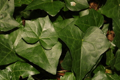 Hedera helix