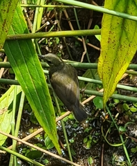 Nectariniidae