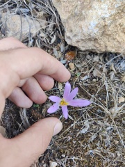Colchicum filifolium
